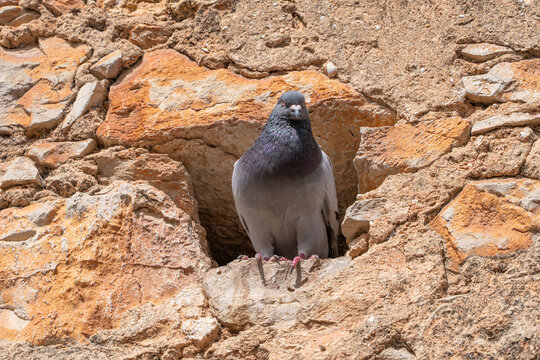  Close-up of pigeon nestled in rocky crevice of old stone wall - Powered by Adobe