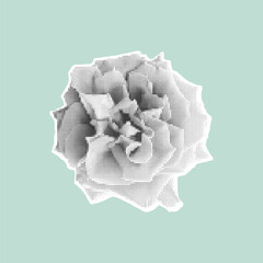 Stylized halftone rose in black and white on pastel background. Vintage retro design. Trendy vector illustration.