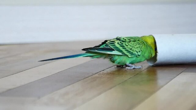 Budgie Plays with Colorful Toy Ball on Wooden Floor