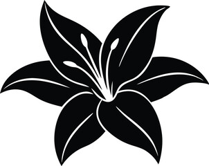 black and white lily flower