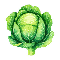 Green Cabbage Whole Head Vector Illustration