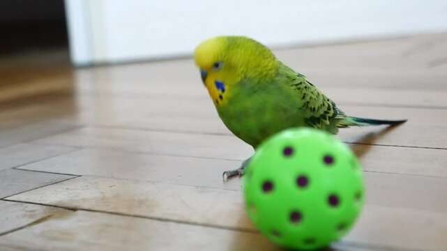 Budgie Plays with Colorful Toy Ball on Wooden Floor