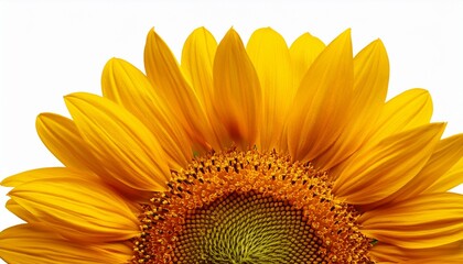 Obraz premium sunflower bloom blossom yellow petals floral close up agriculture isolated on transparent background