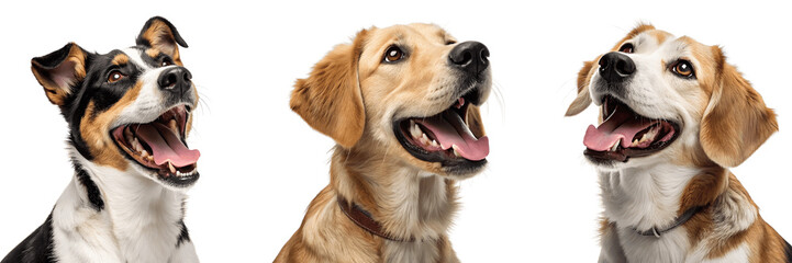 Set For Three happy dogs of different breeds isolated on transparent background