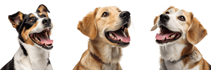 Set For Three happy dogs of different breeds isolated on transparent background