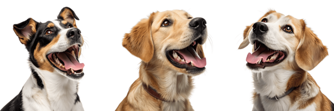Set For Three happy dogs of different breeds isolated on transparent background