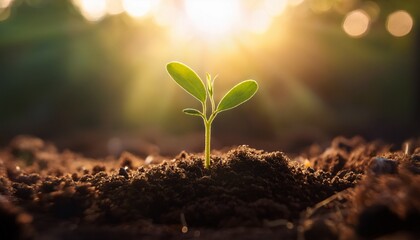 small green seedling emerging from earth bathed in sunlight symbolizing new life hope and growth