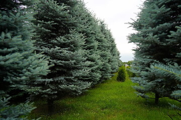 Plant nursery with various trees and shrubs in neat rows. Lush greenery, natural setting. Perfect...