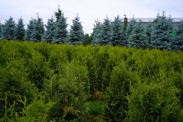 Plant nursery with various trees and shrubs in neat rows. Lush greenery, natural setting. Perfect for themes of gardening, landscaping, and eco-friendly agriculture