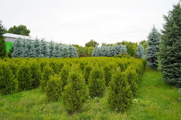 Plant nursery with various trees and shrubs in neat rows. Lush greenery, natural setting. Perfect...