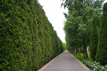 Plant nursery with various trees and shrubs in neat rows. Lush greenery, natural setting. Perfect for themes of gardening, landscaping, and eco-friendly agriculture