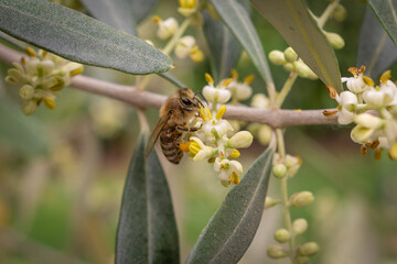 Biene am bestäuben der Blüten