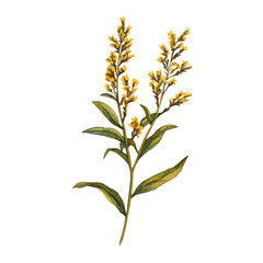 A Goldenrod Stem, watercolor illustration vector, isolated on a white background.