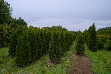 Plant nursery with various trees and shrubs in neat rows. Lush greenery, natural setting. Perfect for themes of gardening, landscaping, and eco-friendly agriculture