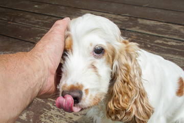 A man strokes a dog with his hand, which licks its nose.