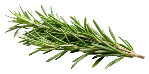 fresh rosemary on white background