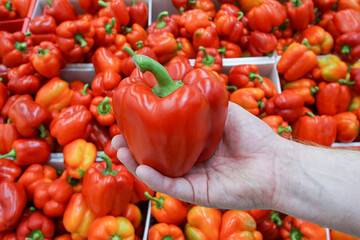 A man's hand holding a big red pepper against the background of boxes with sweet red peppers.