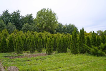 Plant nursery with various trees and shrubs in neat rows. Lush greenery, natural setting. Perfect...