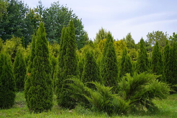 Plant nursery with various trees and shrubs in neat rows. Lush greenery, natural setting. Perfect for themes of gardening, landscaping, and eco-friendly agriculture