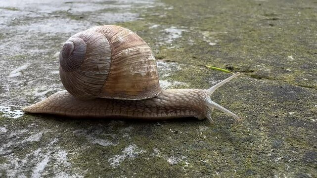 Light Brown Snail Crawling Across Concrete in Summer Sun