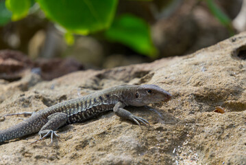 lizard on the rock
