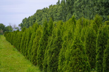 Plant nursery with various trees and shrubs in neat rows. Lush greenery, natural setting. Perfect for themes of gardening, landscaping, and eco-friendly agriculture