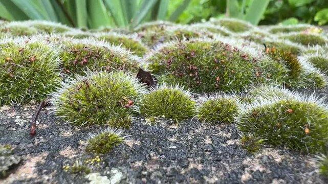 Macro Shot of Moss Growing on Urban Concrete Surface