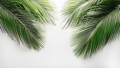 coconut leaves on white background