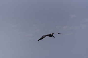 Pelican in the sky