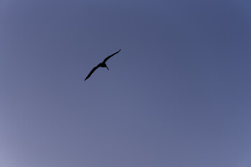 Obraz premium Pelican in the sky