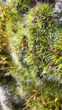 Macro Shot of Moss Growing on Urban Concrete Surface