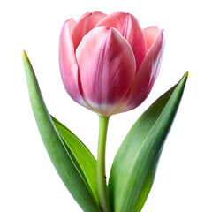 Naklejka premium pink tulip isolated on transparent background