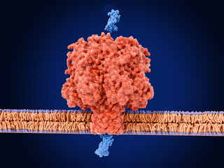 The pore forming toxin alpha-hemolysin from Staphylococcus aureus (side view)