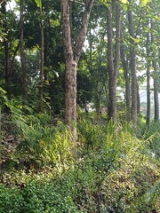Sunlit Forest with Green Foliage