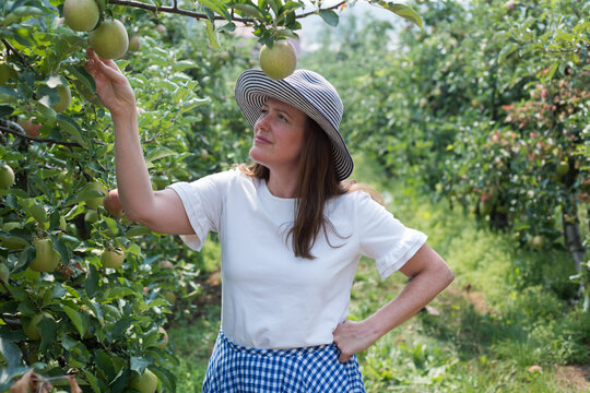 Woman wearing striped sun hat and gingham skirt standing between orchard rows, picking green apple