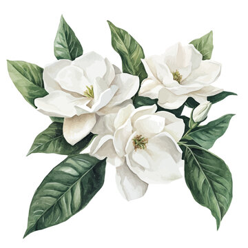 A Gardenia Bouquet, watercolor painting vector, isolated on a white background.