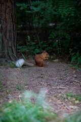 squirrel in the forest