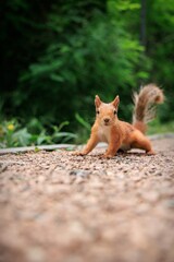 squirrel in the forest