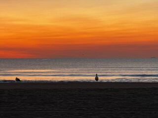 Gentle orange sunrise over the ocean with a lone bird on the shoreline at Virginia Beach