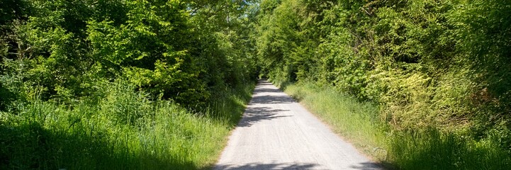 Gravel road leading into lush green forest on sunny day