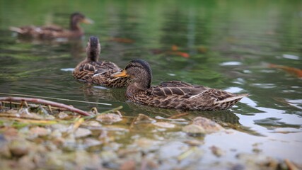 duck in the pond