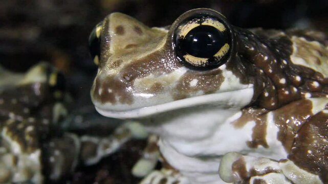 Amazon Milk Frog Close-Up on dark Background