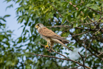 Common Kestrel