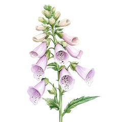 A Foxglove Plant, watercolor drawing vector, isolated on a white background. © AMIDCO