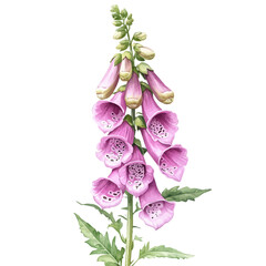 watercolor of A Foxglove Plant, vector, isolated on a white background.