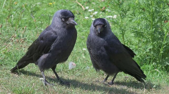 Jackdaws (Corvus Monedula) on a lawn in a public park. June, Kent, UK [Half speed]