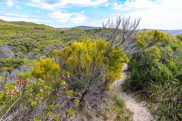 The path to Shelly Beach from the southern shore of the Nornalup Inlet in the Walpole-Nornalup National Park, Shire of Denmark, Great Southern region of Western Australia, WA, Australia.