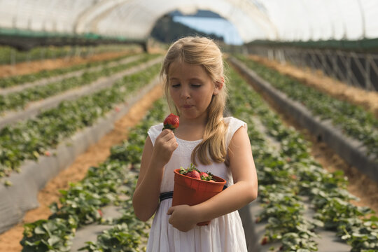 Female child holding red bucket of strawberries and eating berry inside high tunnel greenhouse
