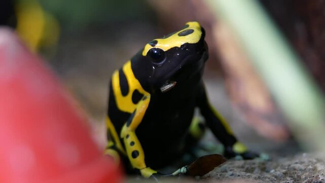 Yellow-Banded Poison Dart Frog Close-Up Inside Natural Terrarium