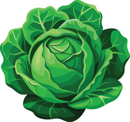 Obraz premium Vibrant green cabbage illustration showing detailed leaves suitable for healthy eating and organic concepts